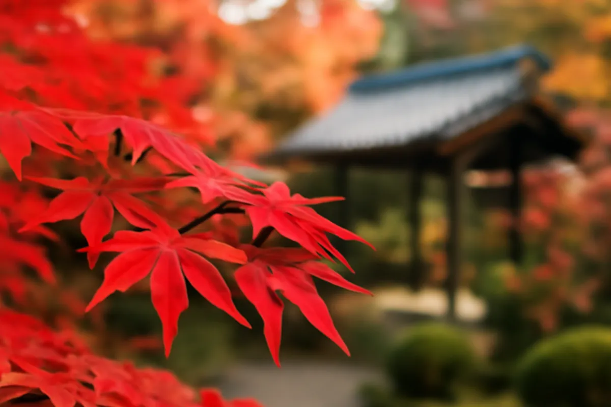 Feuilles d'érable rouge vif d'un jardin japonais traditionnel en automne